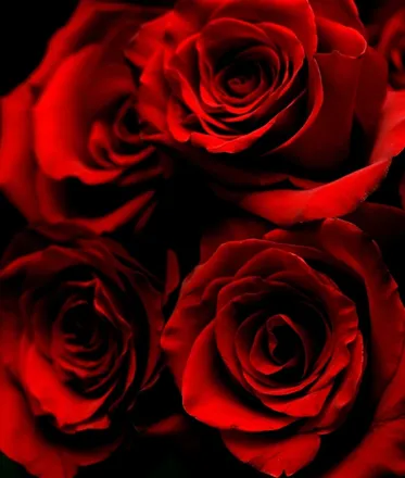 OnlyFans cuenta shadowrosegold header 2