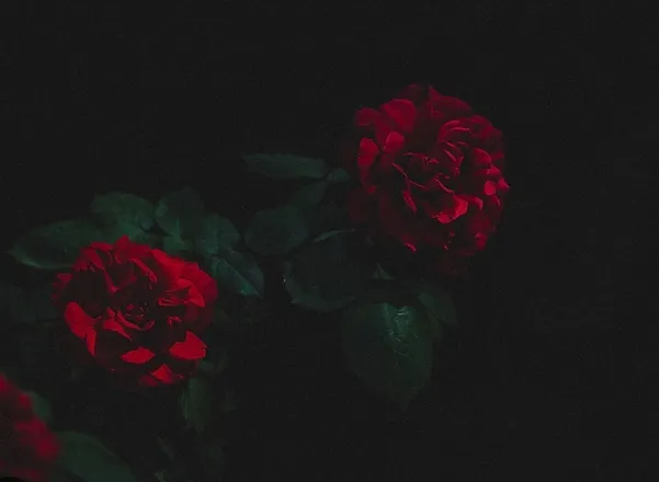 OnlyFans cuenta grimesmorgan header 2