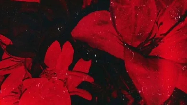 OnlyFans cuenta scarletletter_xo header 2