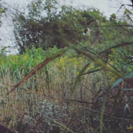 OnlyFans account  groundedroots header 2