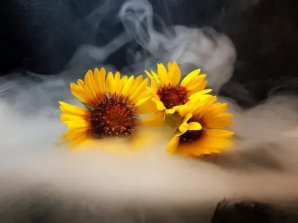 OnlyFans cuenta sunflowerbluntz avatar 1
