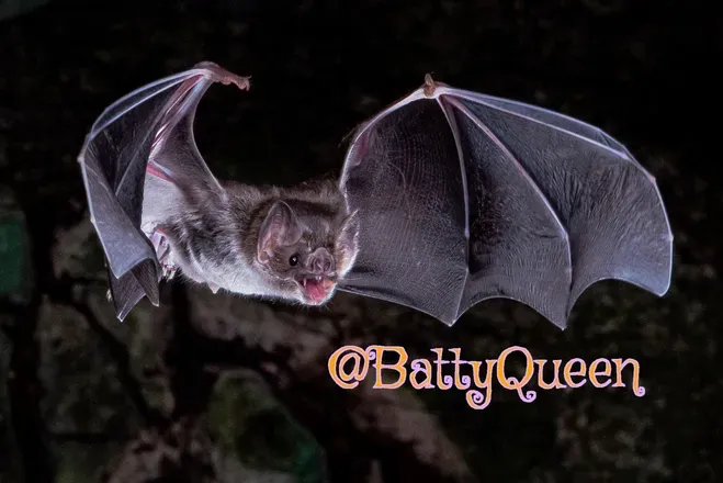 OnlyFans cuenta battyqueen header 2