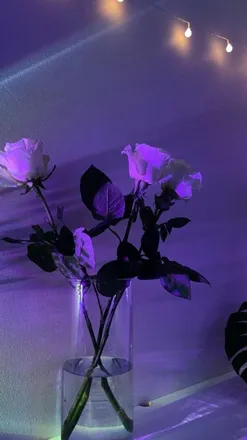 OnlyFans cuenta ppeachhanna header 2