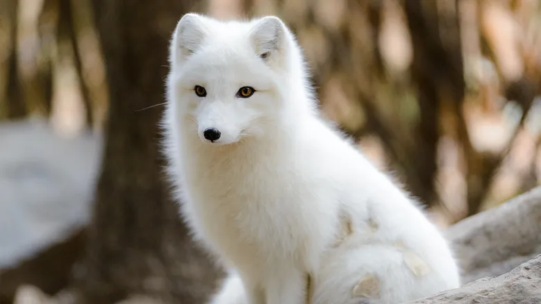 OnlyFans cuenta snowfox2020 header 2