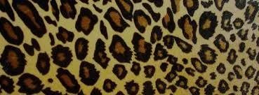 OnlyFans cuenta specialkxo header 2