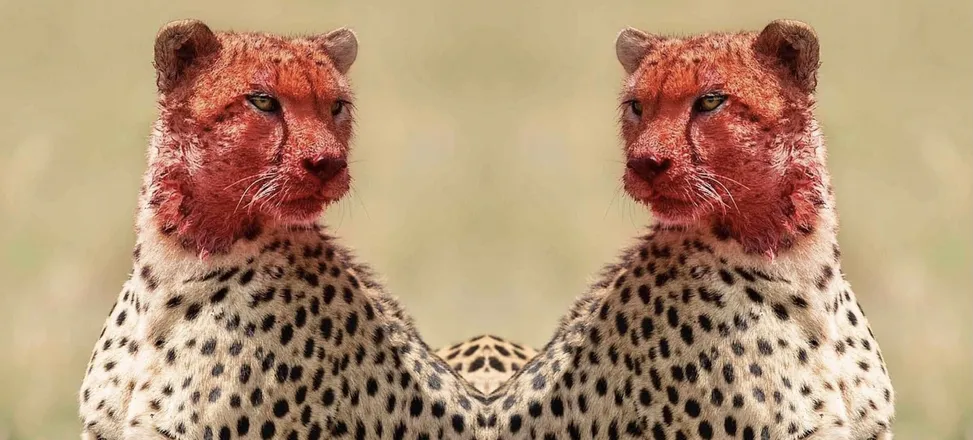 OnlyFans cuenta tattedcheetah header 2