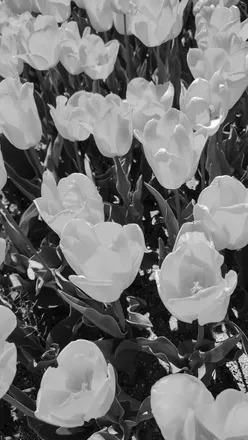 OnlyFans cuenta alice.wonder.of header 2