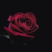 OnlyFans account  lilgirlrose header 2