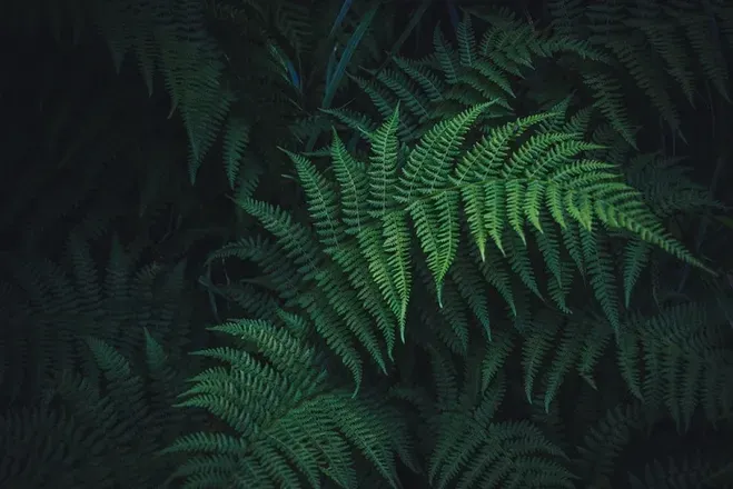 OnlyFans cuenta thisgreengarden header 2