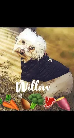 OnlyFans cuenta willowzdogfood avatar 1