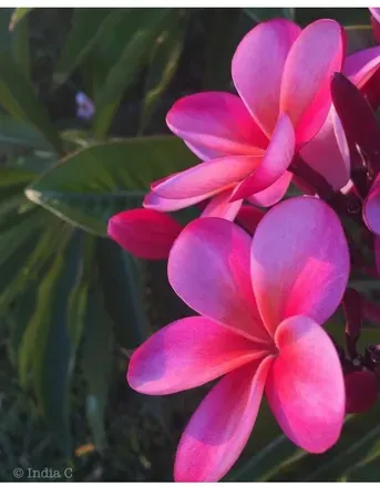 OnlyFans cuenta pretty.butterfly header 2