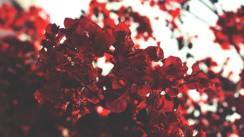 OnlyFans cuenta queenofdays header 2