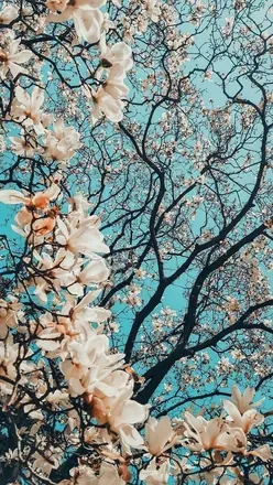 OnlyFans cuenta prettiipinkprincess header 2