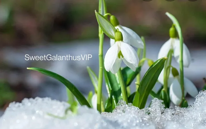 OnlyFans cuenta sweetgalanthusvip header 2
