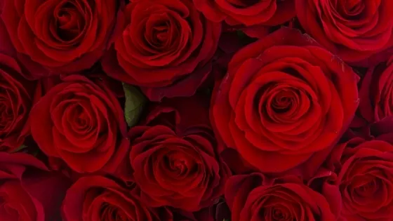 OnlyFans cuenta rosiedee1819 header 2