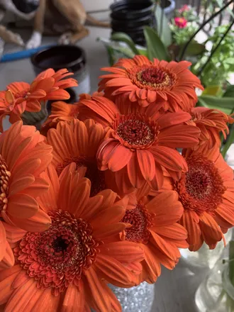 OnlyFans cuenta thesacredflower header 2
