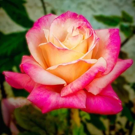 OnlyFans cuenta miss.ally.rose header 2