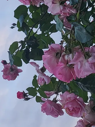 OnlyFans cuenta twinkiealf header 2