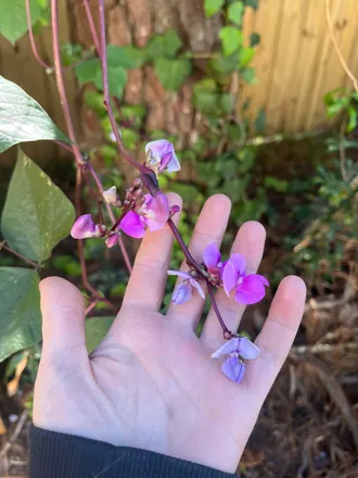 OnlyFans account  floweringmoon header 2