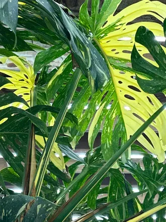 OnlyFans cuenta icelotus444vip header 2