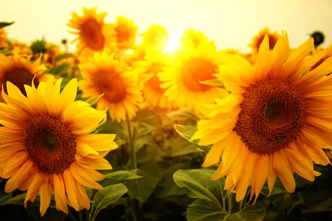 OnlyFans cuenta sunflowerqueen02 header 2