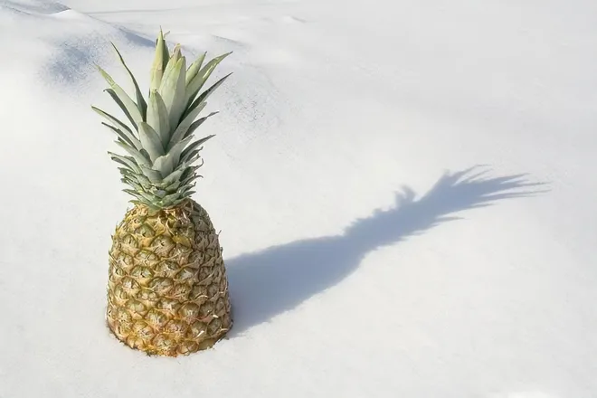 OnlyFans cuenta snowypineapple header 2