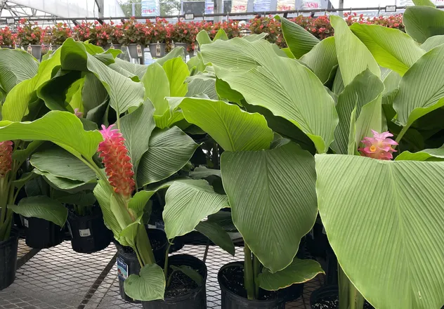OnlyFans cuenta plantbaby1 header 2