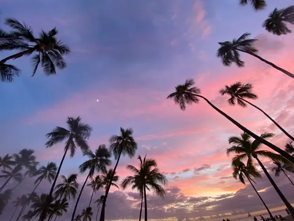 OnlyFans cuenta palmtree_princess header 2