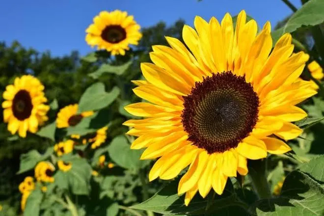 OnlyFans cuenta sun.flowerbaby69 header 2