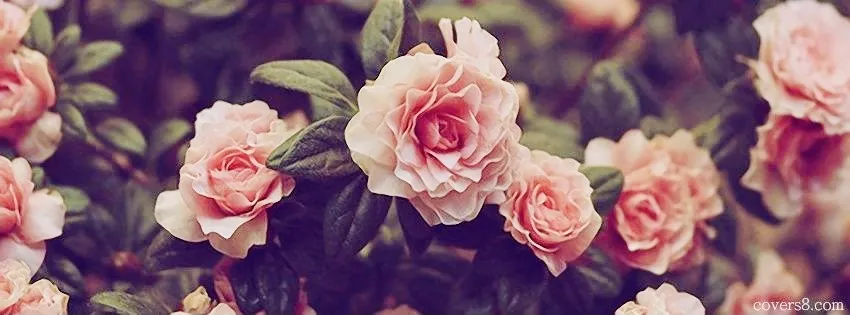 OnlyFans cuenta lustlylotusx header 2