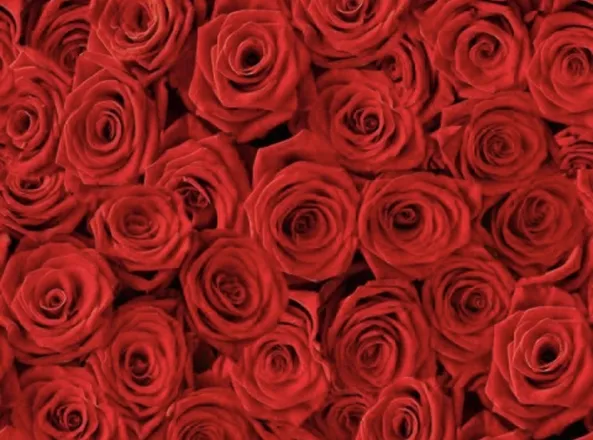 OnlyFans cuenta jalearose header 2