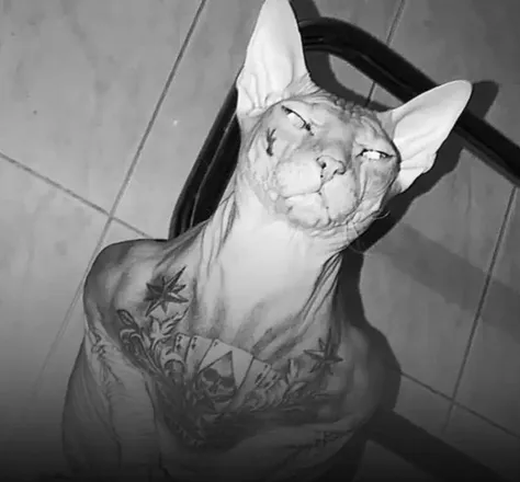 OnlyFans cuenta bongobill header 2