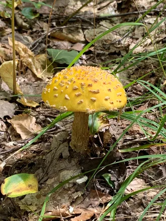 OnlyFans cuenta lilmushroom header 2