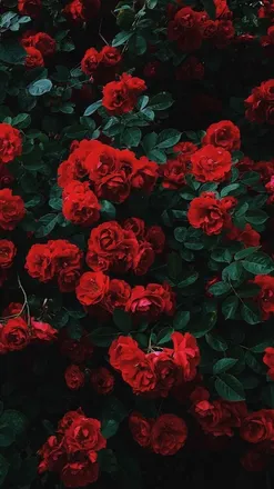 OnlyFans cuenta roxannepicz header 2