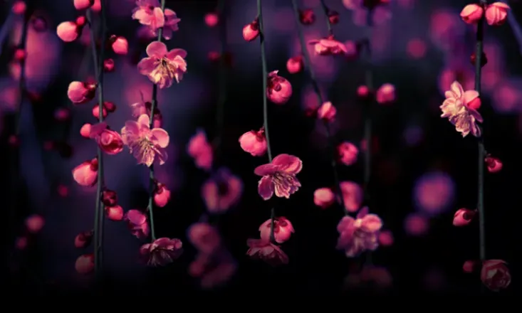 OnlyFans cuenta wildflower046 header 2