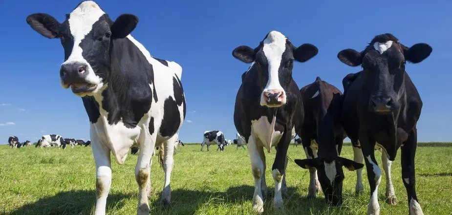 OnlyFans cuenta meuhmilking header 2