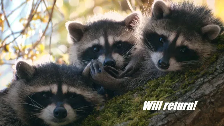OnlyFans cuenta raccoonbuffoon header 2