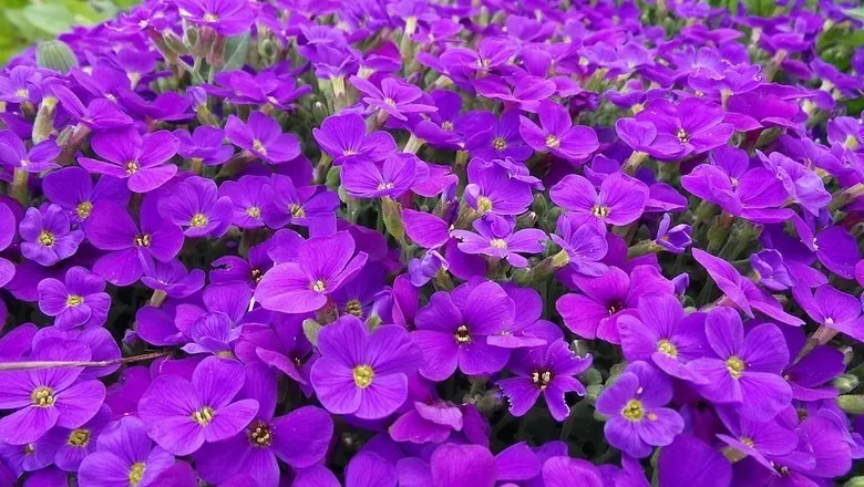 OnlyFans cuenta violetta_sm header 2