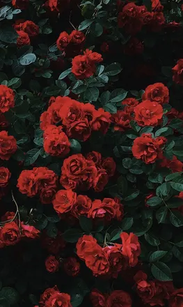 OnlyFans cuenta lachicadulcex header 2