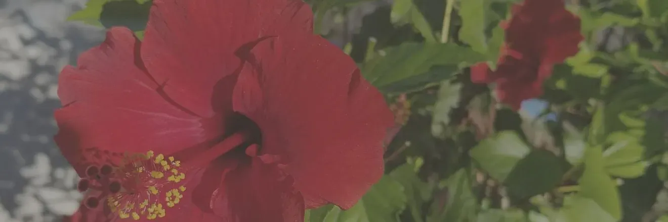 OnlyFans account  spookywizard header 2