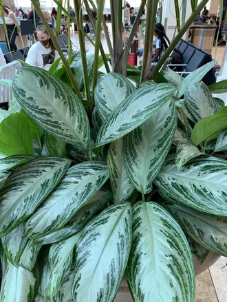OnlyFans account  onlyplants2 header 2