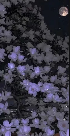 OnlyFans cuenta goddessviolets header 2