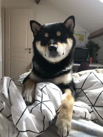 OnlyFans cuenta ryuk_shibainu avatar 1