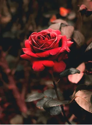 OnlyFans cuenta lavieestellarose header 2