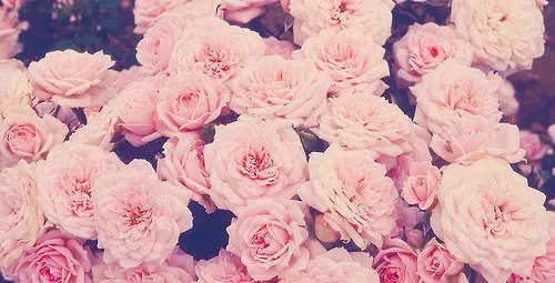 OnlyFans cuenta ivy_maelin header 2