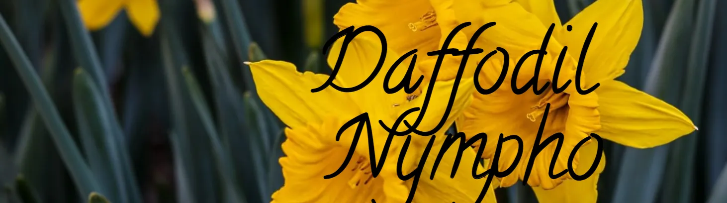 OnlyFans cuenta daffodilnympho header 2