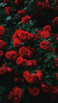 OnlyFans cuenta deusa_afroddite header 2
