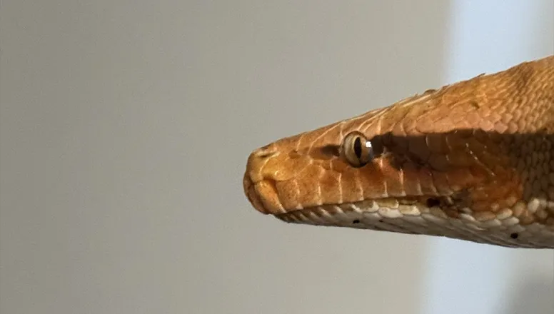 OnlyFans cuenta onlysnek header 2