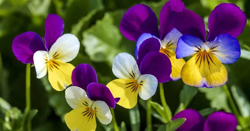 OnlyFans cuenta violets-vips header 2
