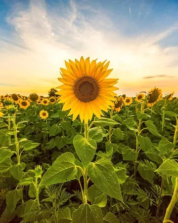 OnlyFans cuenta littlesunflower93 avatar 1